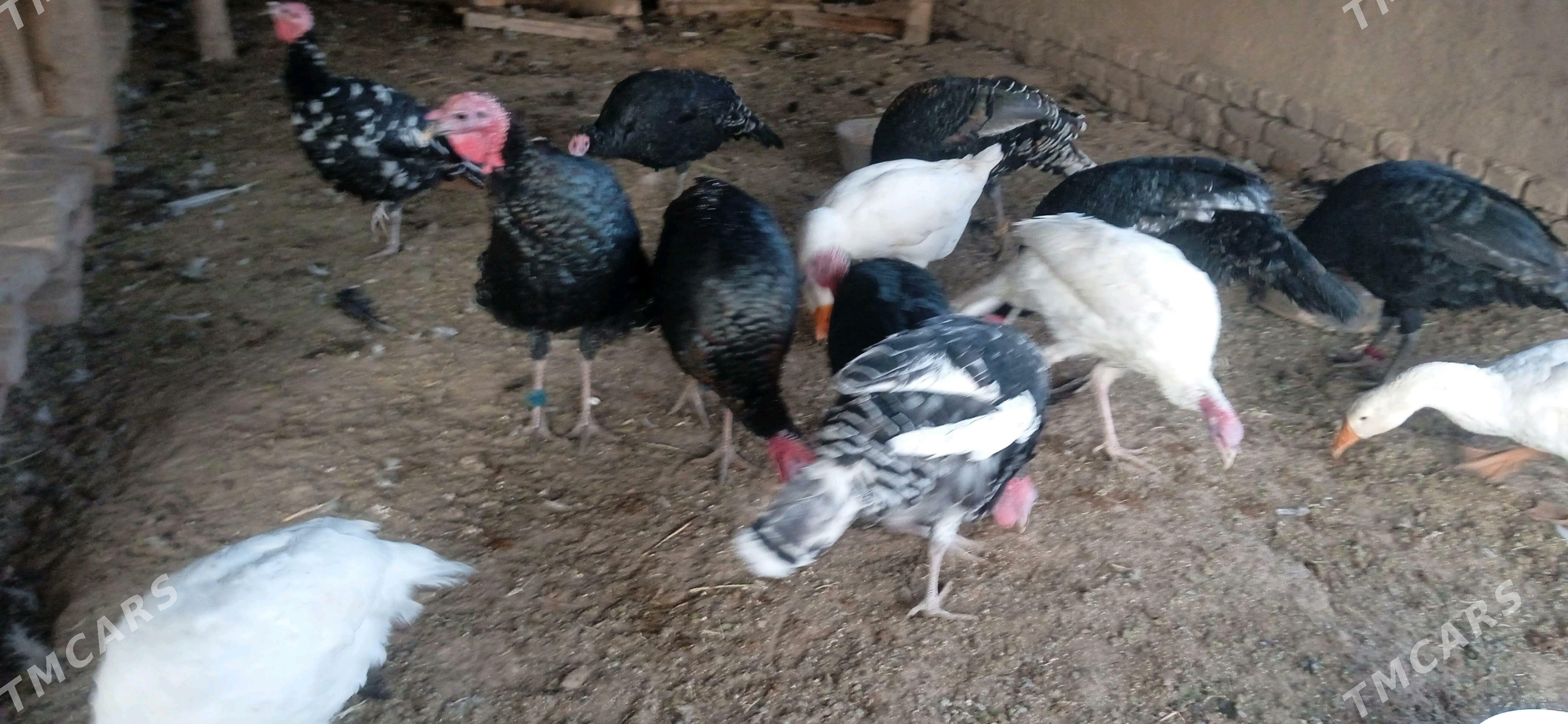 induk gaz - Görogly (Tagta) - img 1