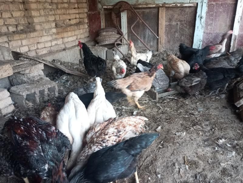 parodny towuklar - Çärjew - img 3