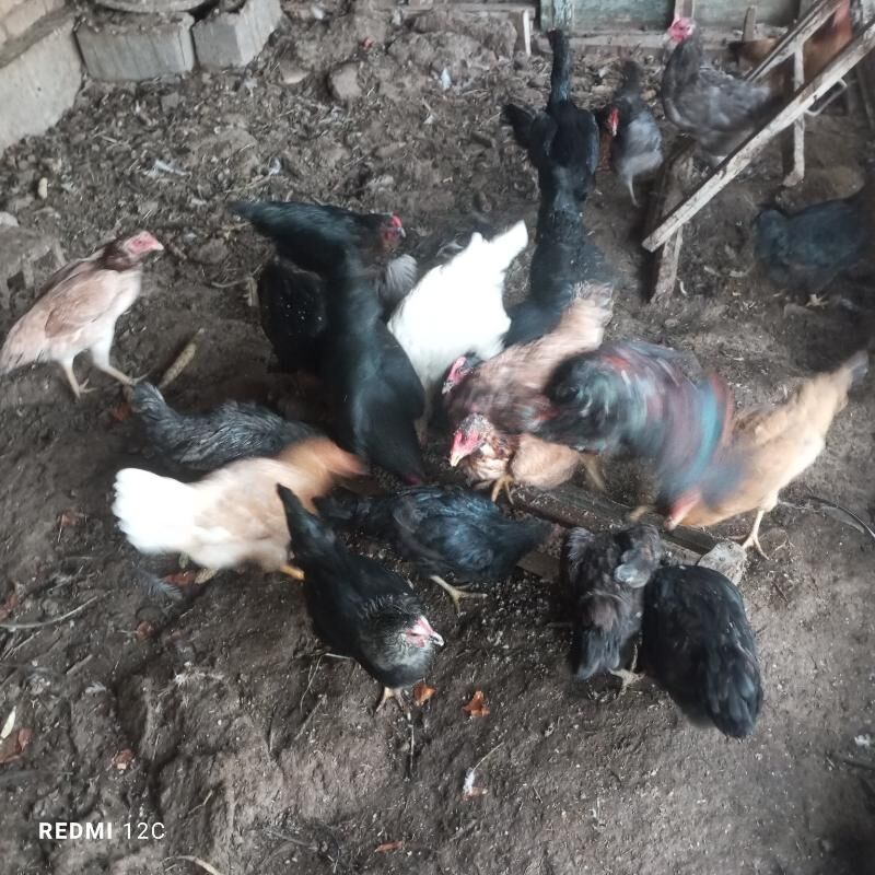 parodny towuklar - Çärjew - img 2