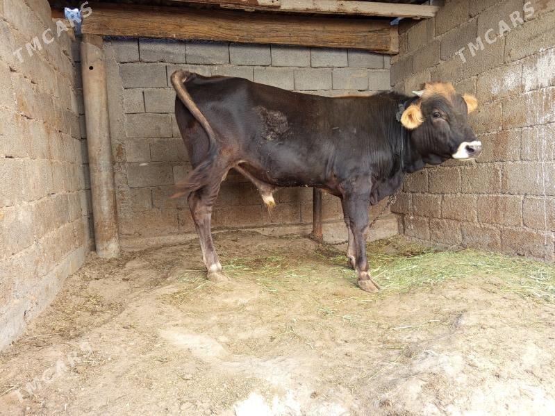 okuz - Бузмеин - img 4