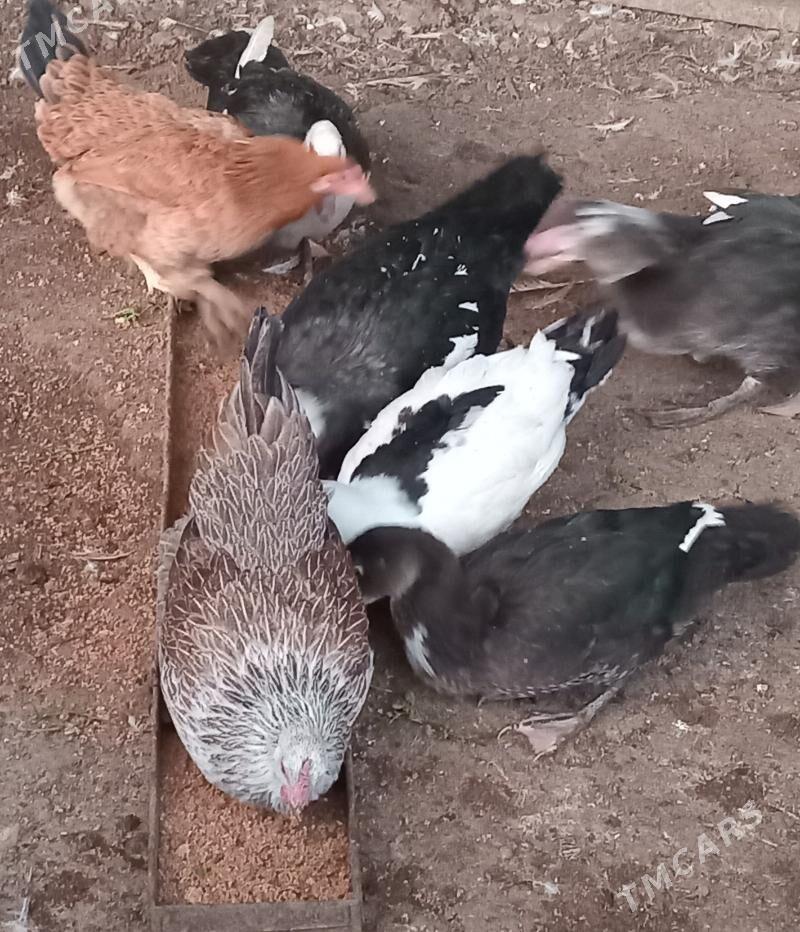 towuk - Гёкдепе - img 2