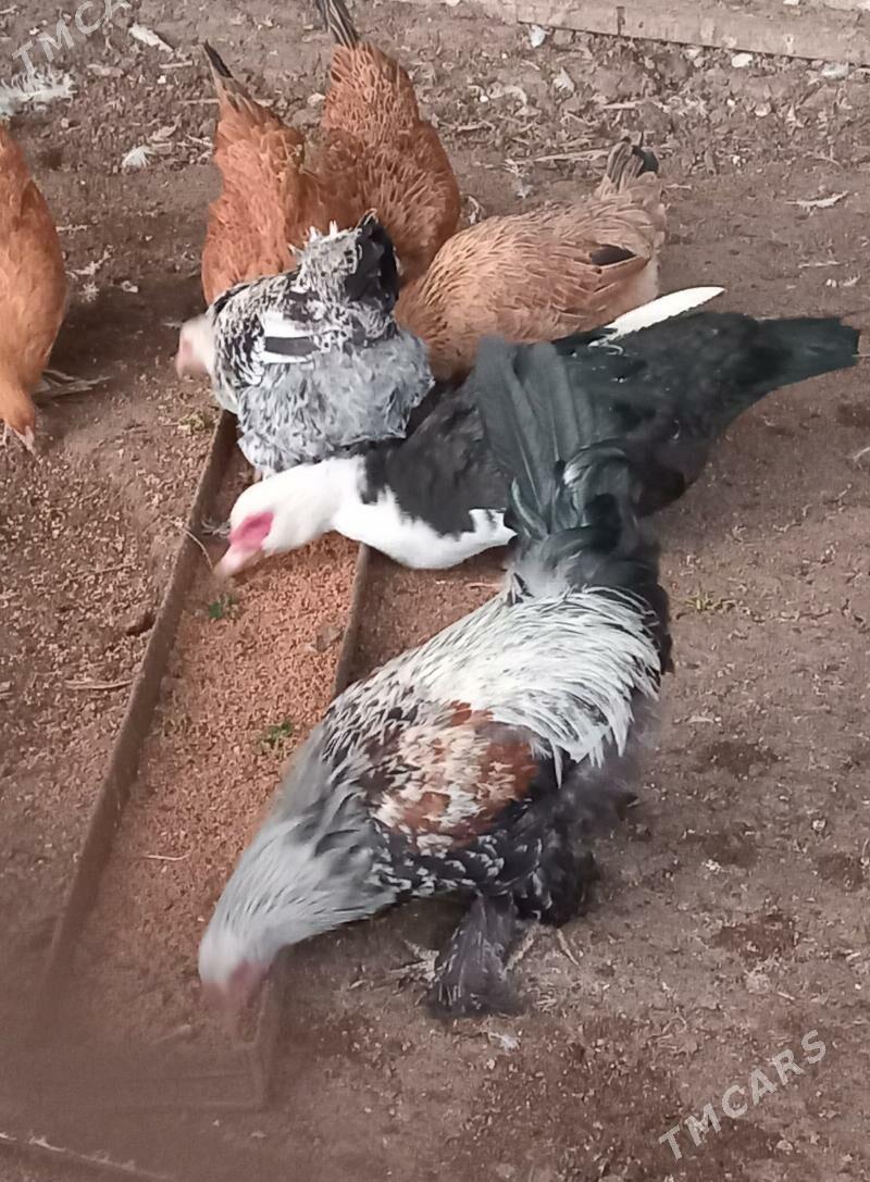 towuk - Гёкдепе - img 1