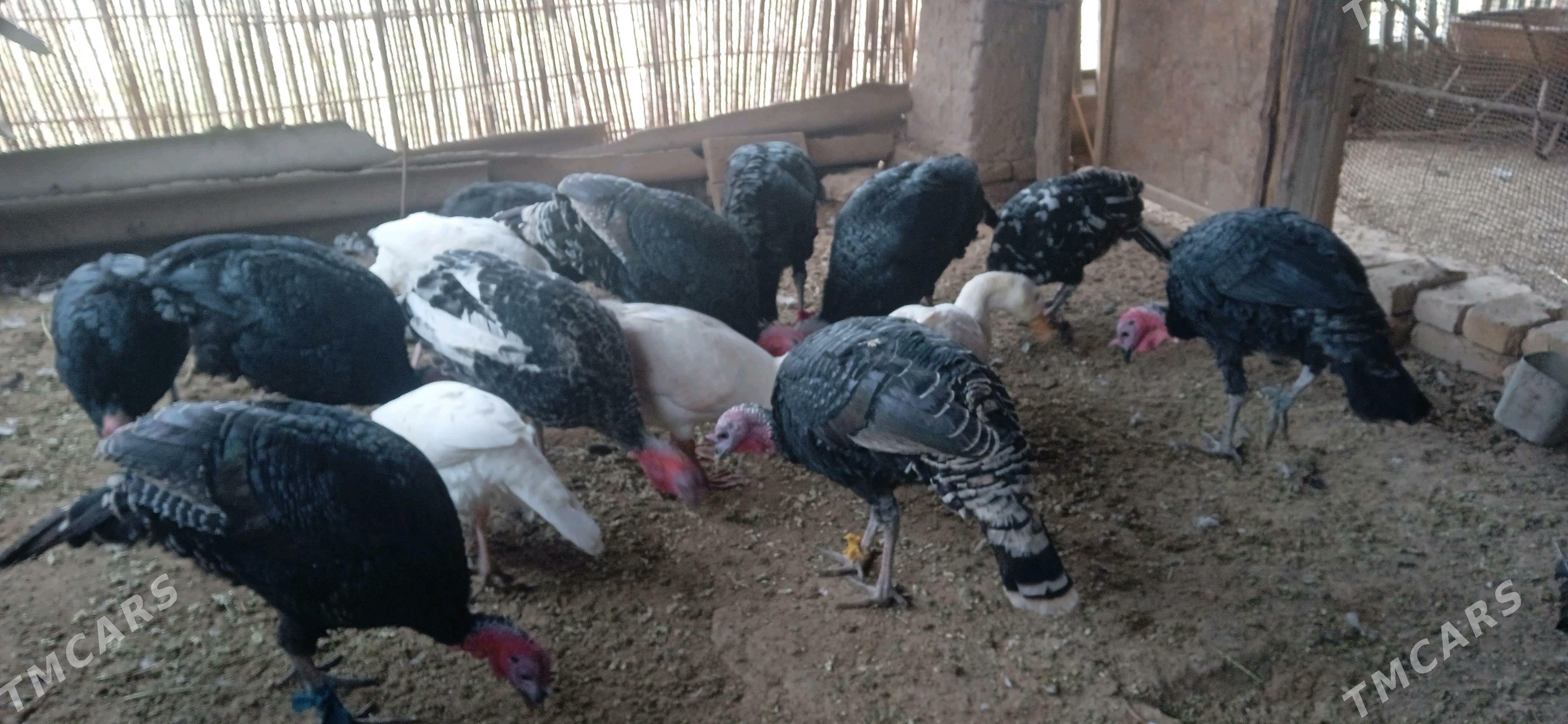 induk gaz - Görogly (Tagta) - img 2