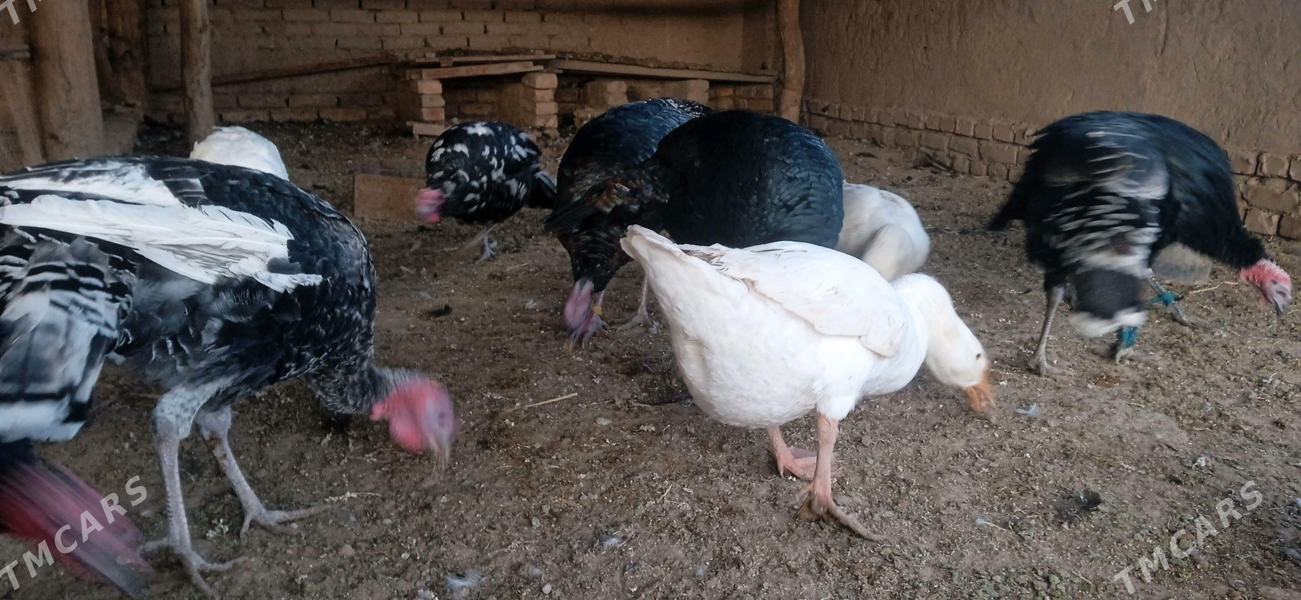 induk gaz - Görogly (Tagta) - img 3