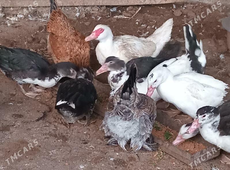 towuk - Гёкдепе - img 3