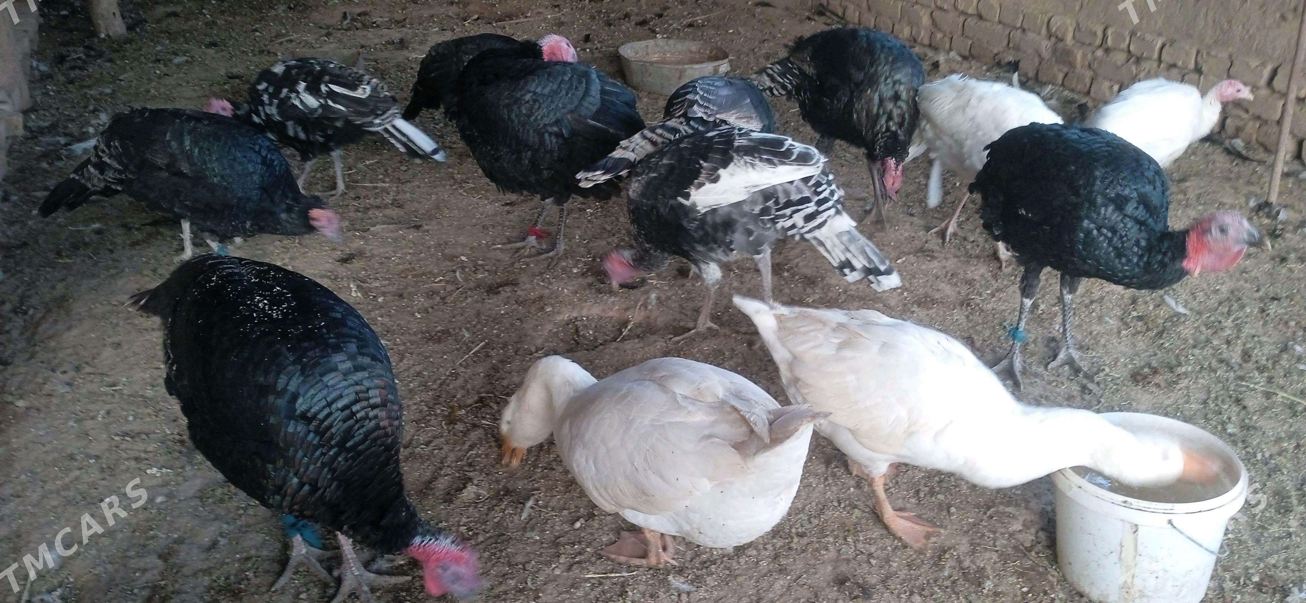 induk gaz - Görogly (Tagta) - img 4