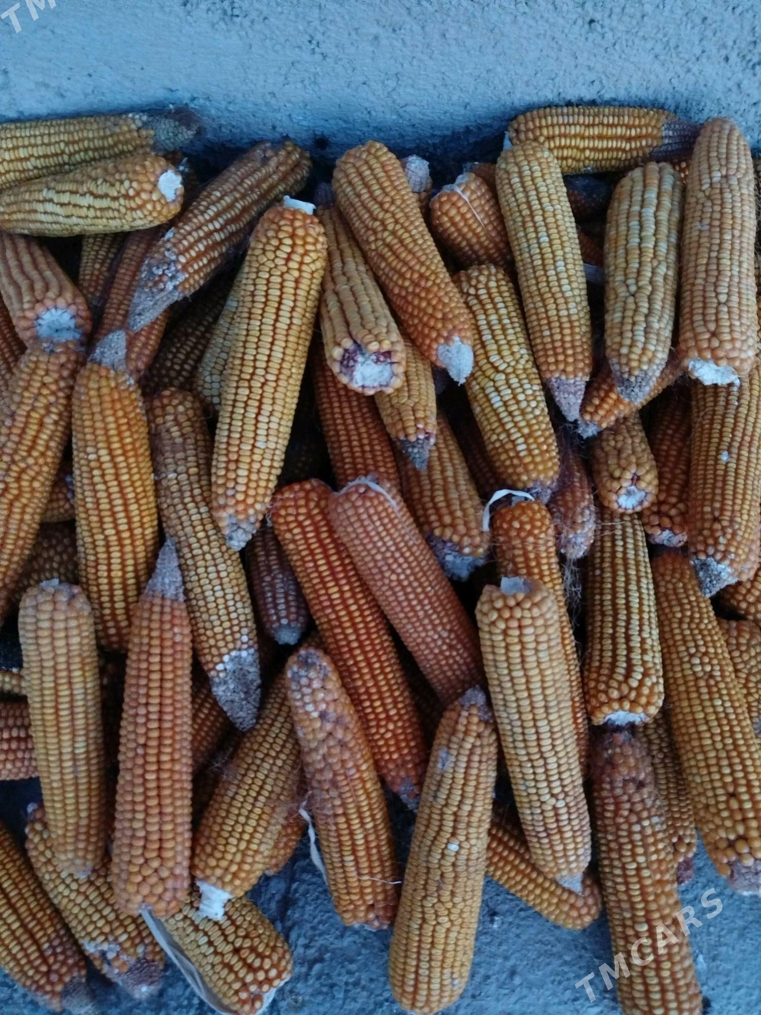 Mekge - Oguz han - img 1