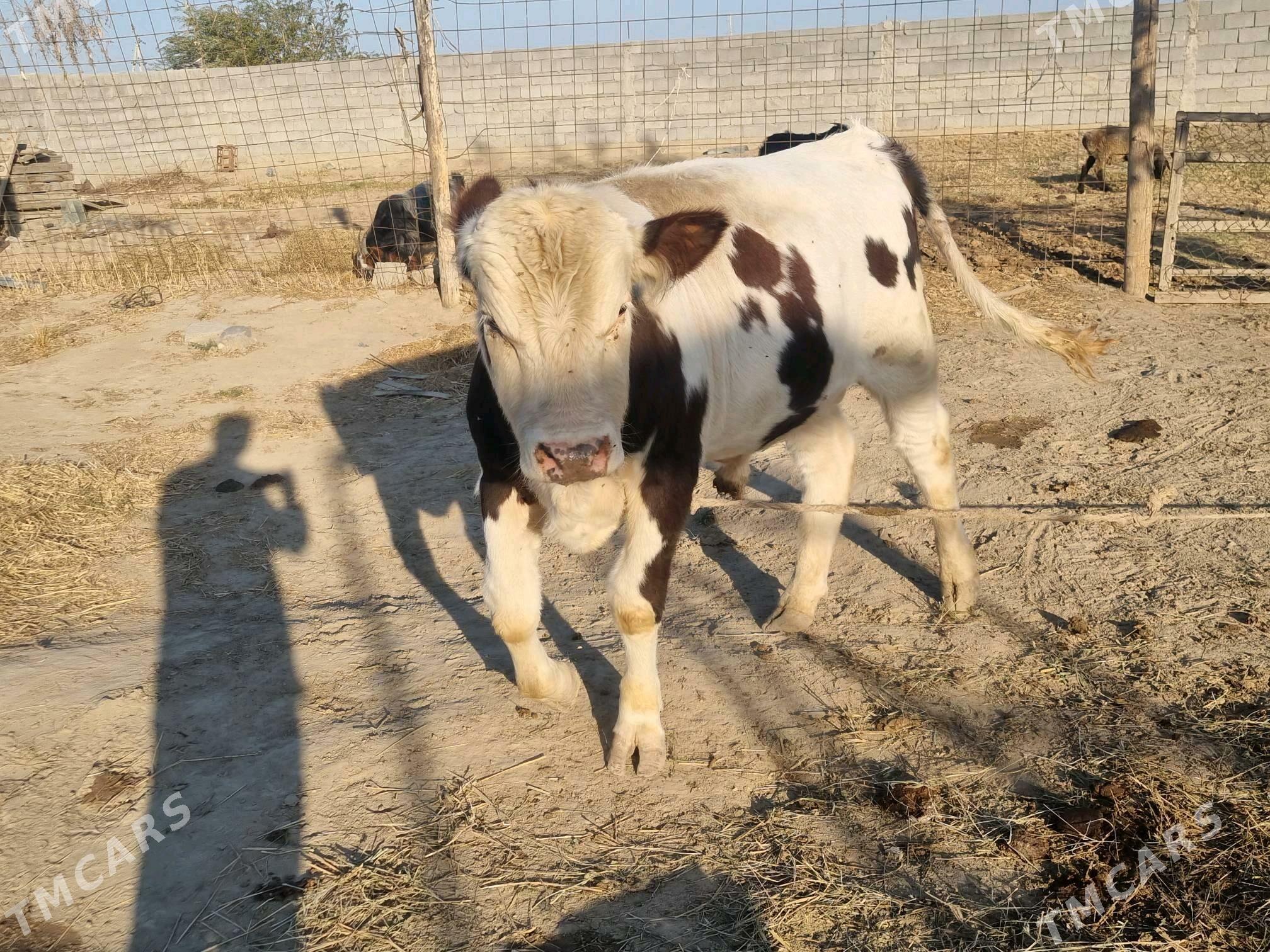 Smental okuz - Анев - img 4