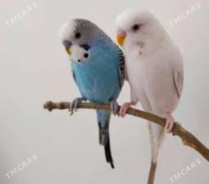 toty gus setka - Ашхабад - img 5