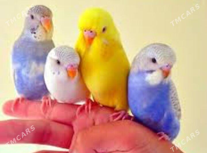 toty gus setka - Ашхабад - img 6