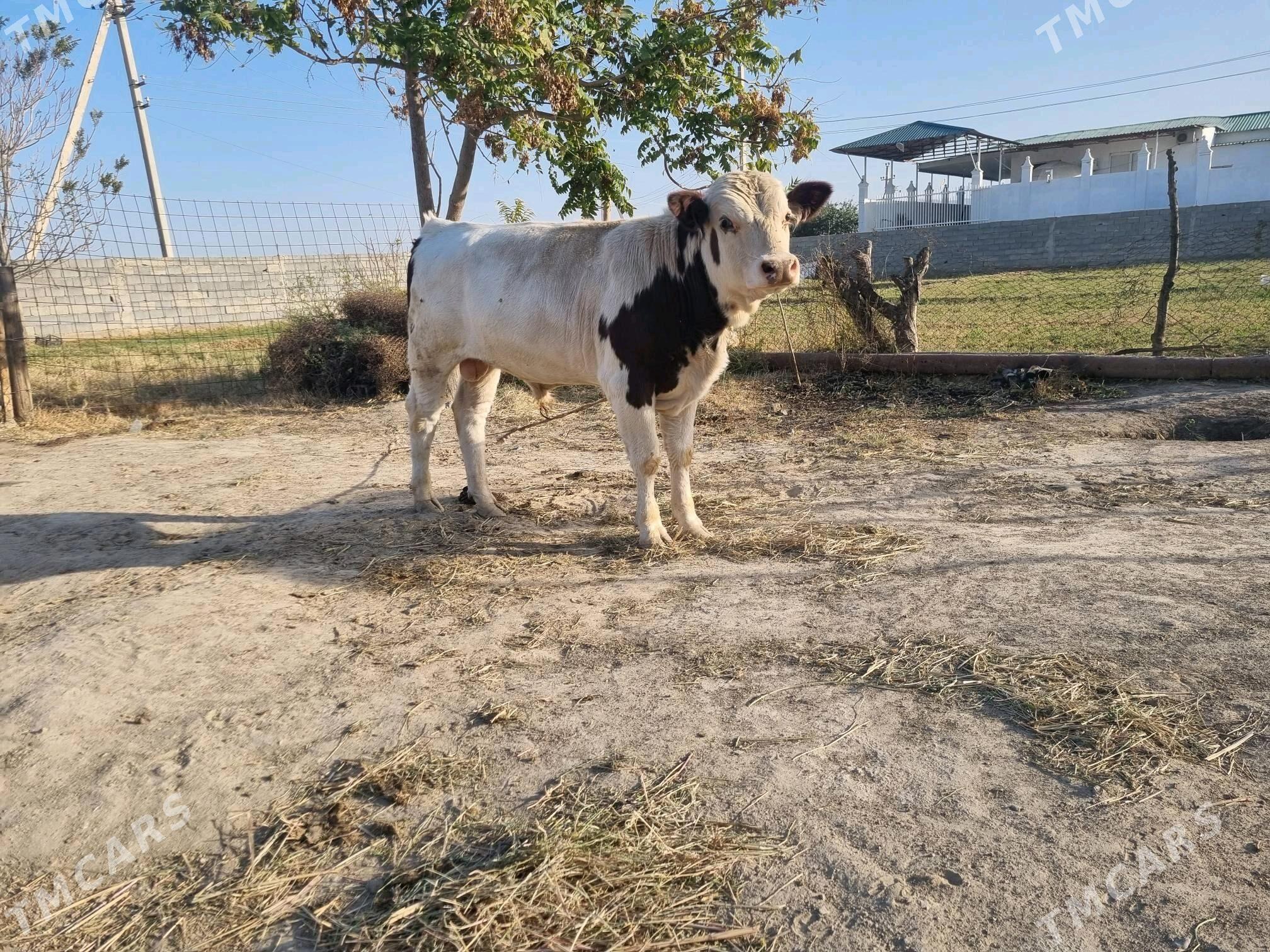 Smental okuz - Анев - img 1