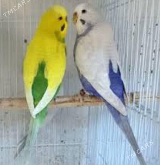 toty gus setka - Ашхабад - img 1