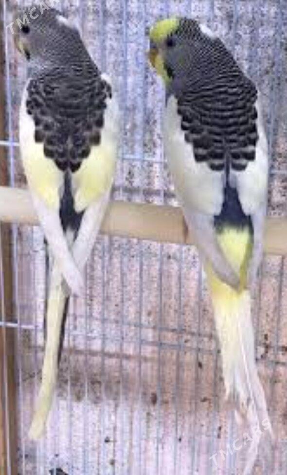 toty gus setka - Ашхабад - img 2