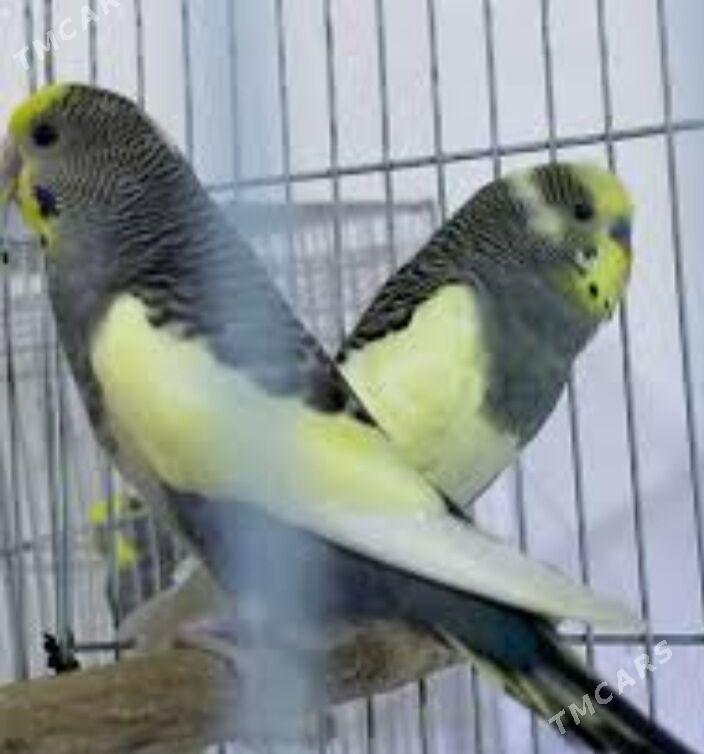 toty gus setka - Ашхабад - img 3