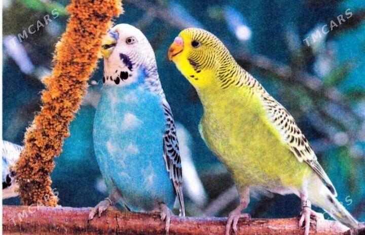 toty gus setka - Ашхабад - img 4