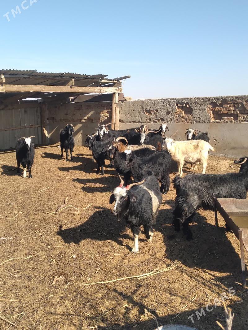 geci - Ak bugdaý etraby - img 2