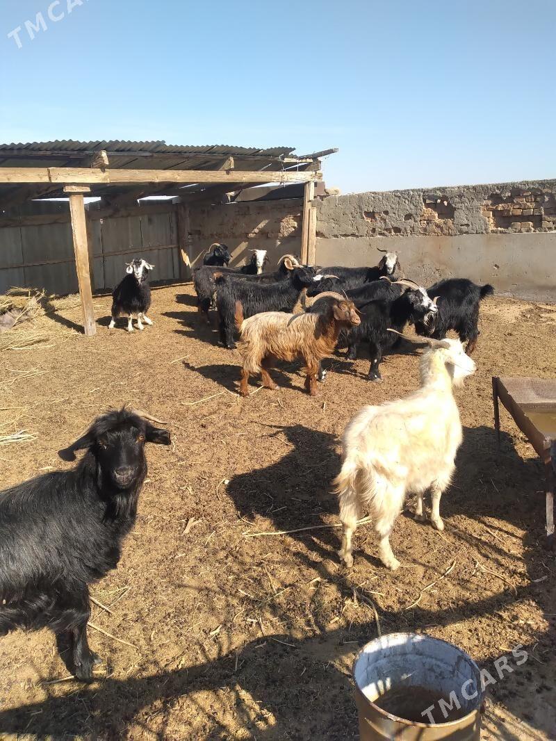 geci - Ak bugdaý etraby - img 5