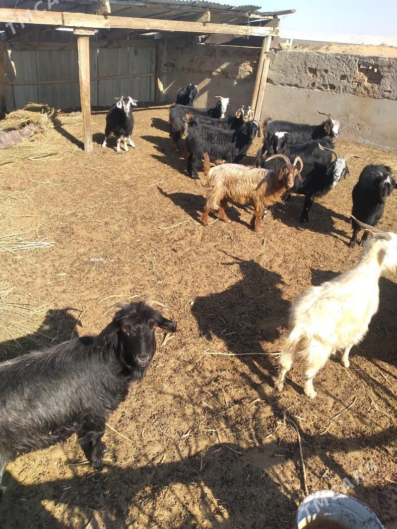 geci - Ak bugdaý etraby - img 4