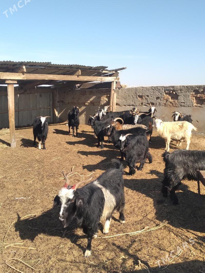 geci - Ak bugdaý etraby - img 1