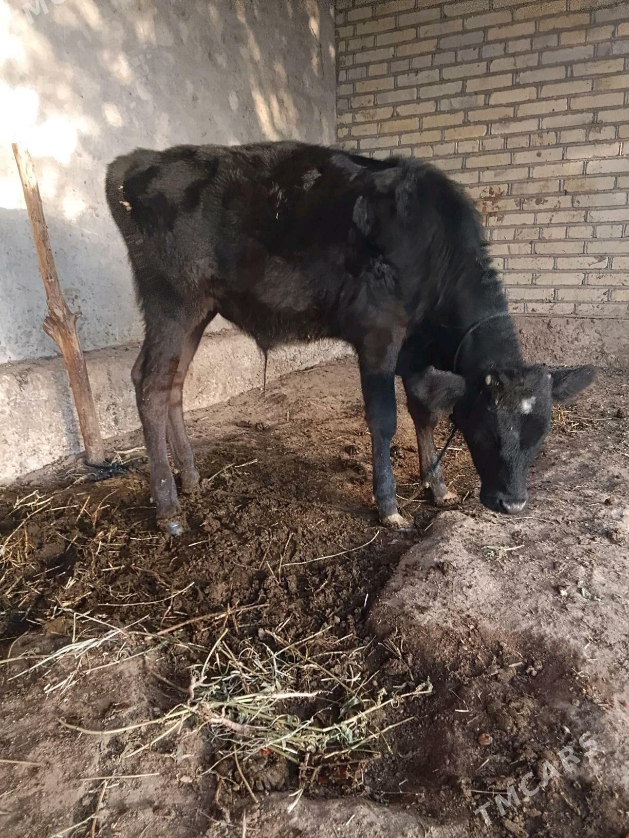 okuzce - Babadaýhan - img 1