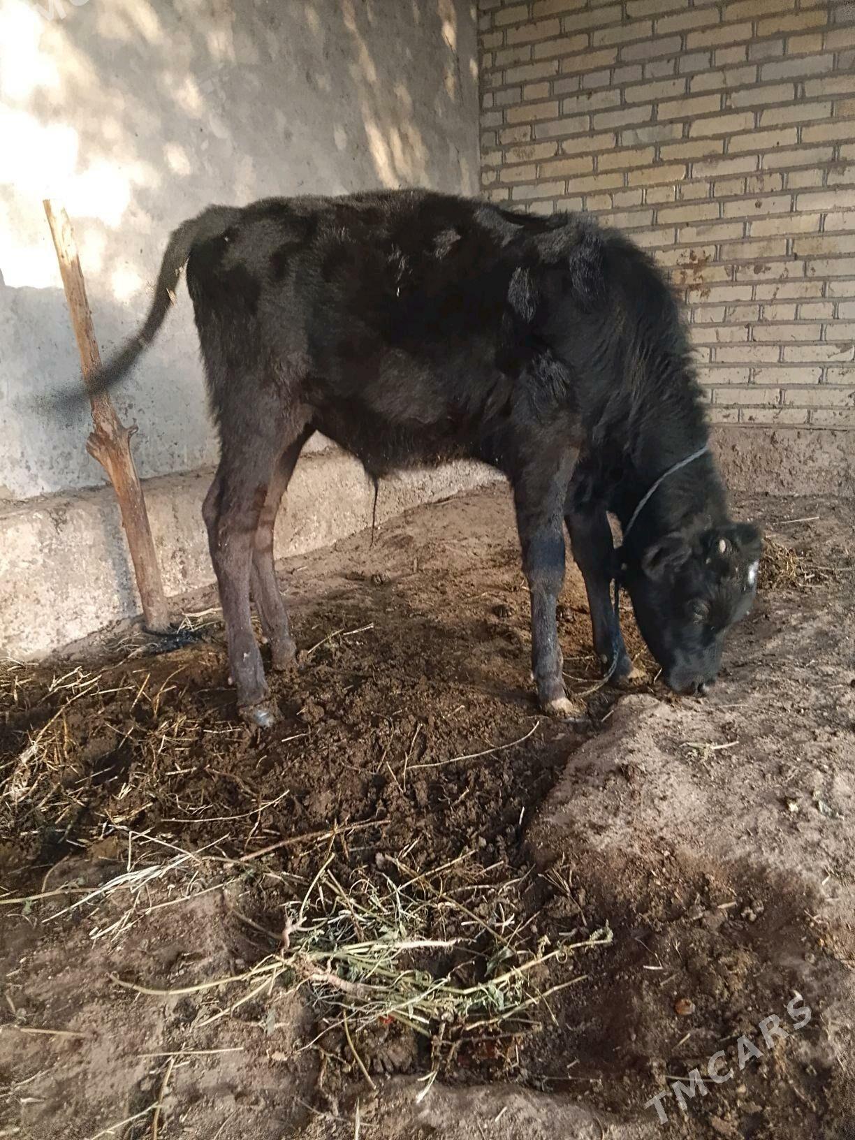 okuzce - Babadaýhan - img 2