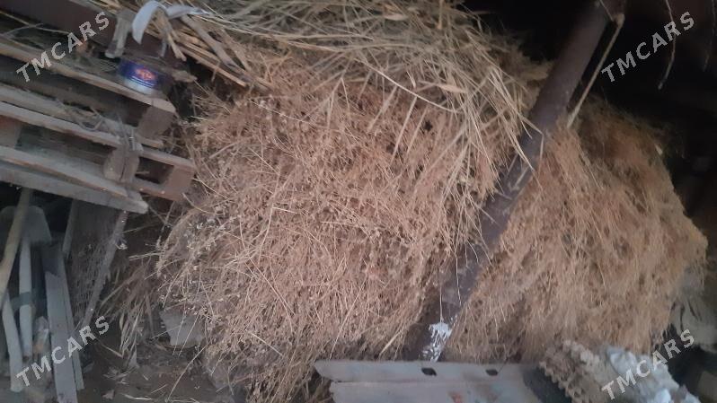 yorunja mal oty - Çärjew - img 1