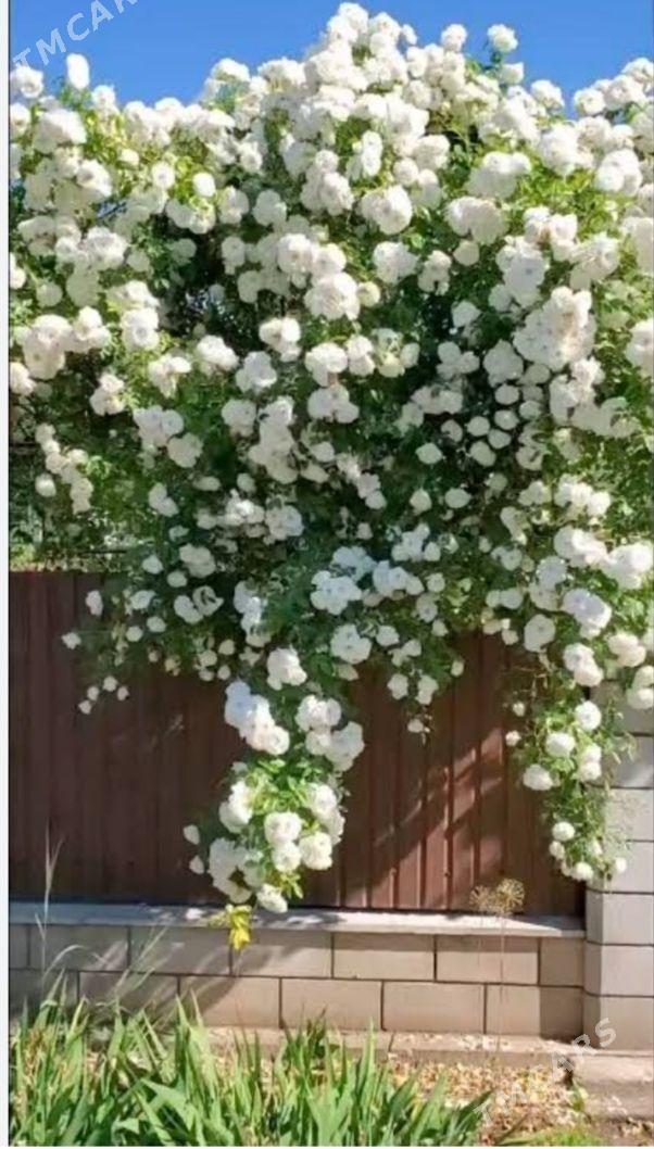 плитисти розы айсберг - Balkanabat - img 1