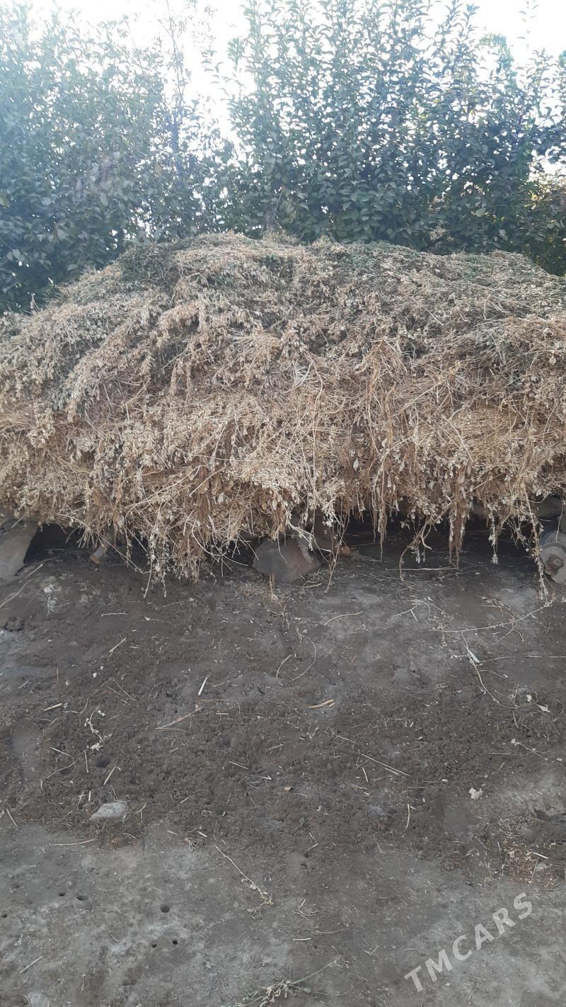 yorunja mal oty - Çärjew - img 2