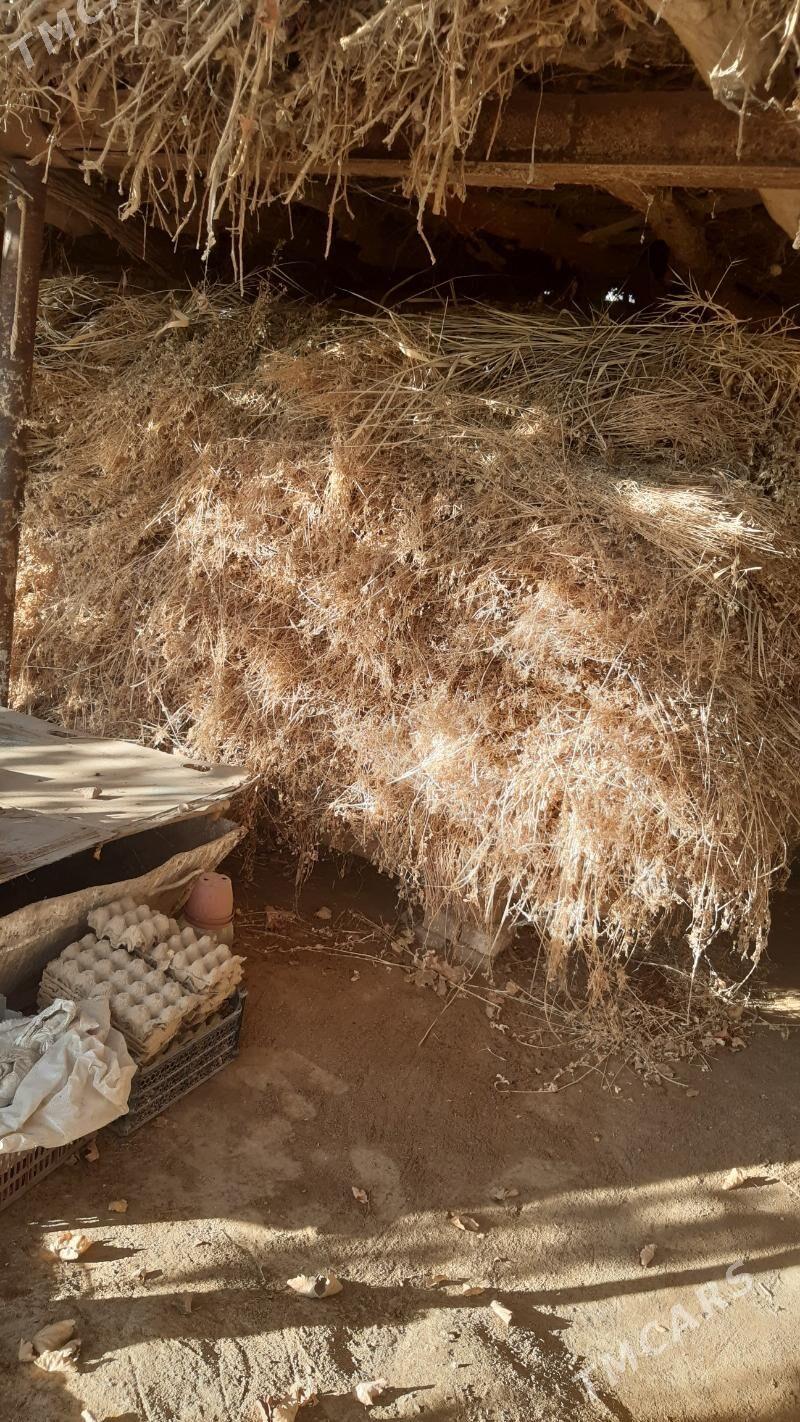 yorunja mal oty - Çärjew - img 3