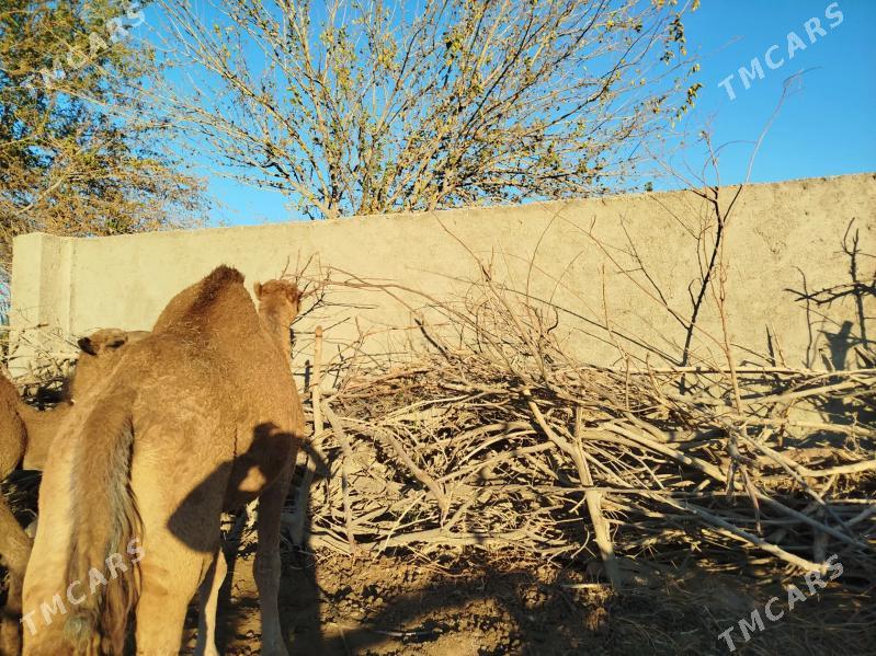 Düye - Байрамали - img 3