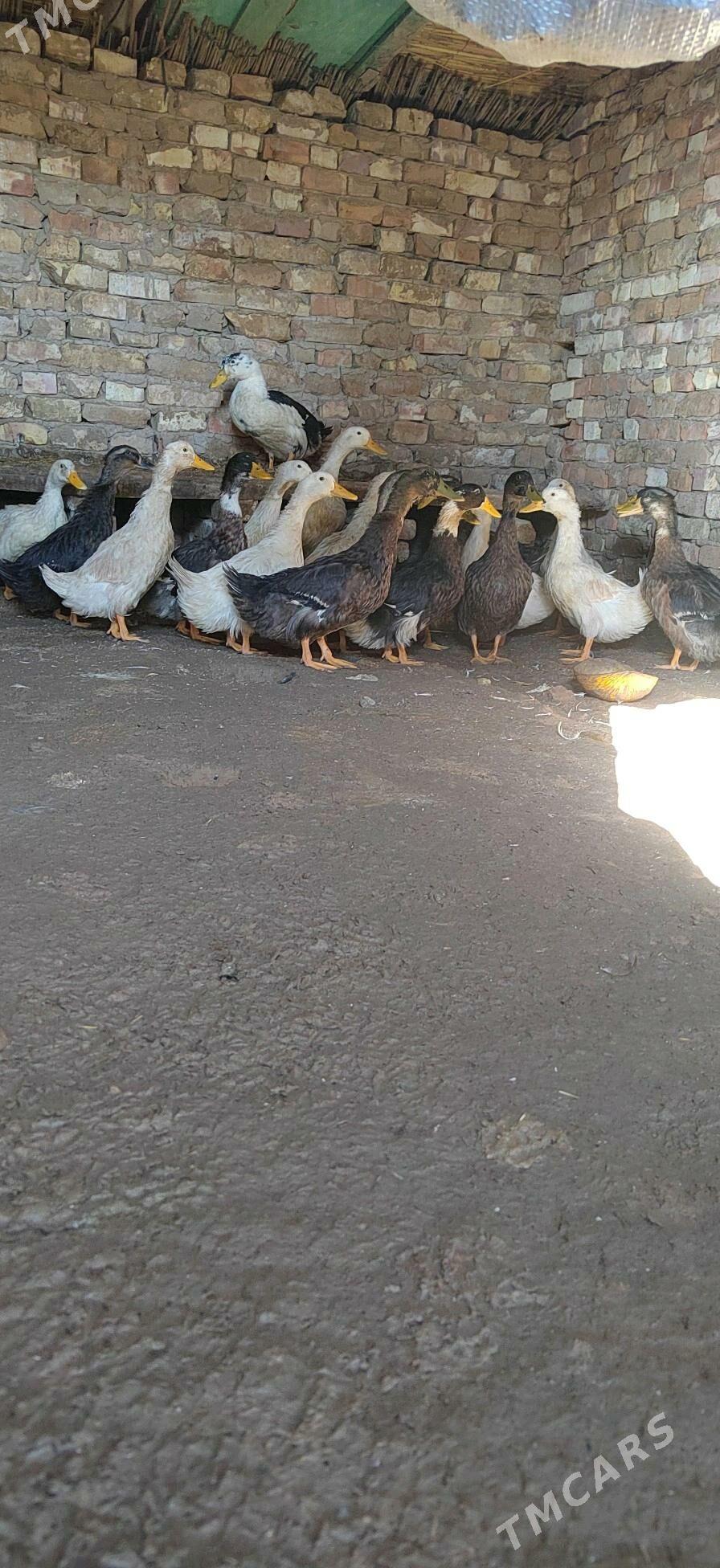 yaşyl baş - Mary - img 2