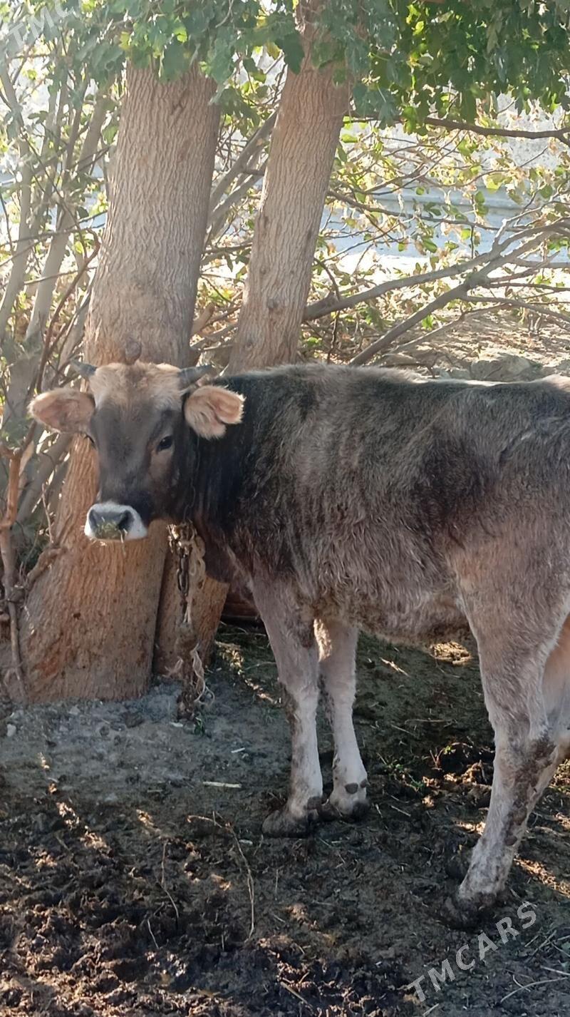 Tüweler Bakyly - Бахарден - img 2