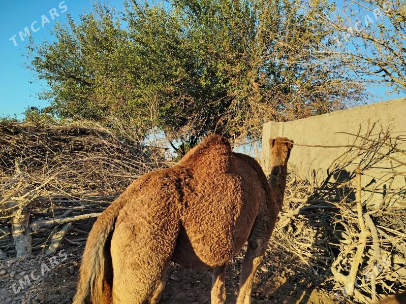 Düye - Байрамали - img 2