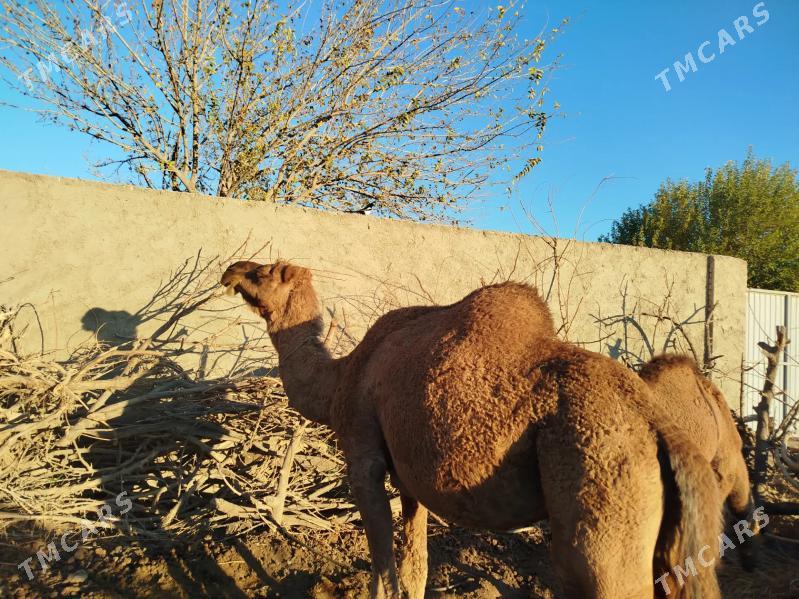 Düye - Байрамали - img 1