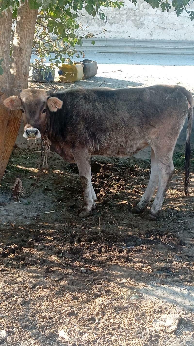 Tüweler Bakyly - Бахарден - img 1