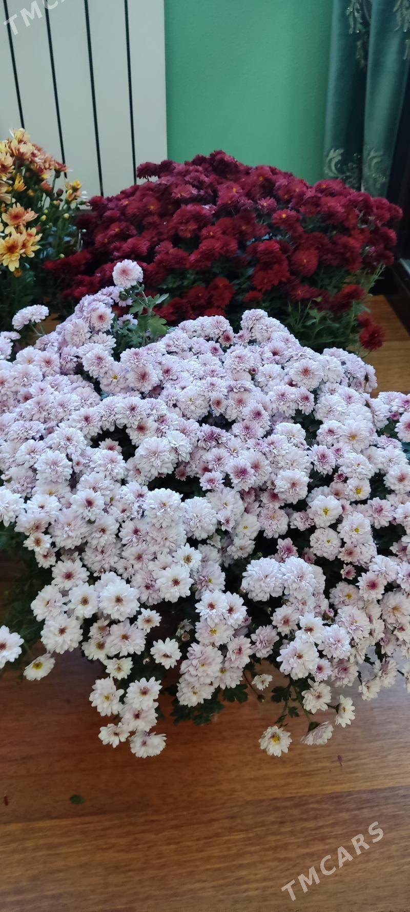Хризантемы в горшках - Parahat 4 - img 3