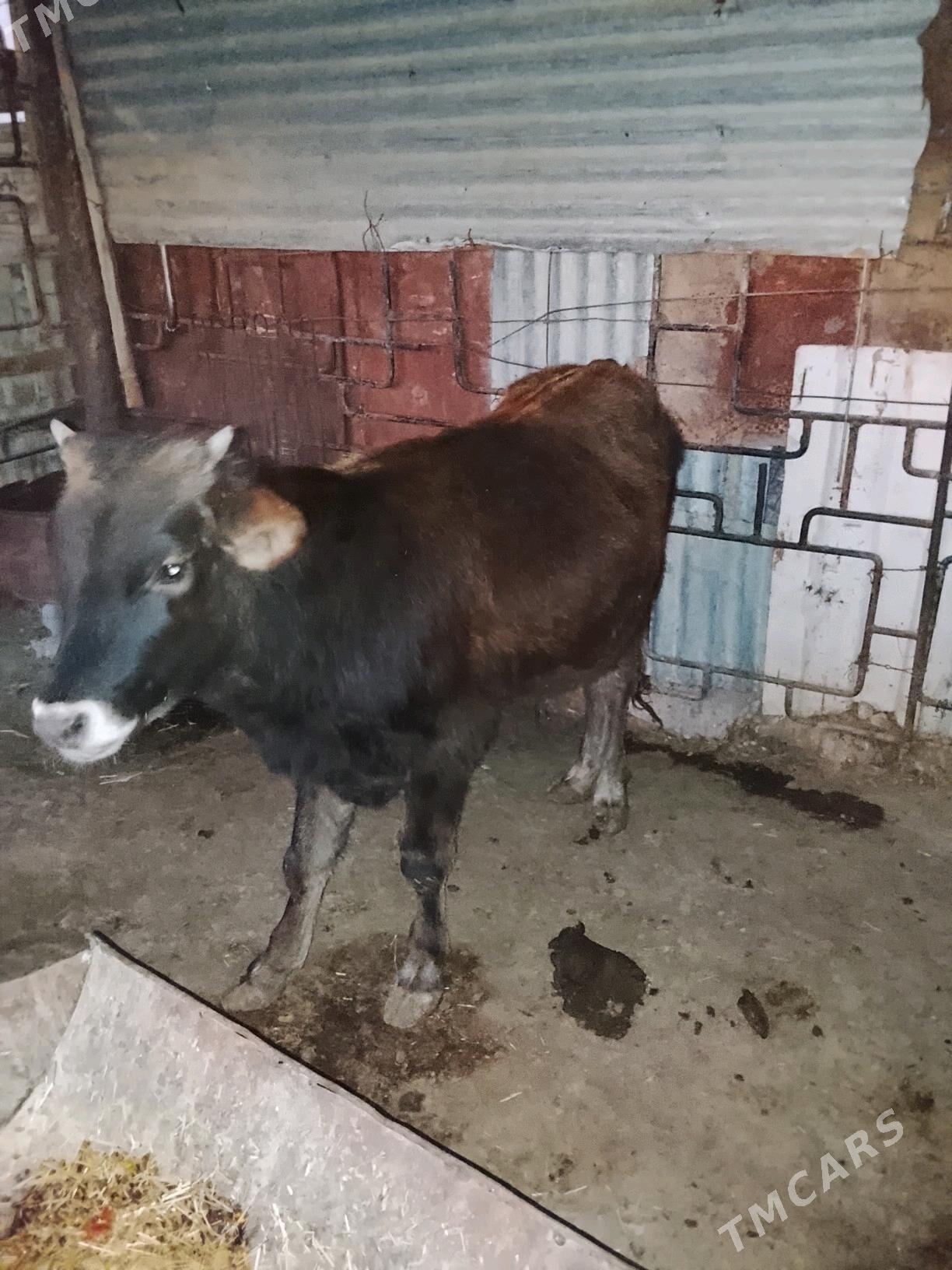 10 aýlyk okuzce - Balkanabat - img 1