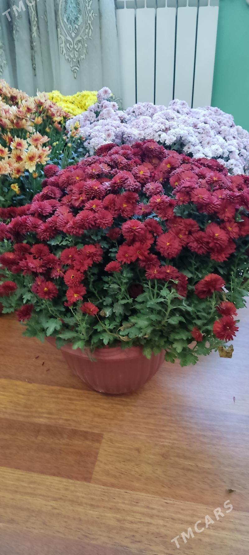 Хризантемы в горшках - Parahat 4 - img 1