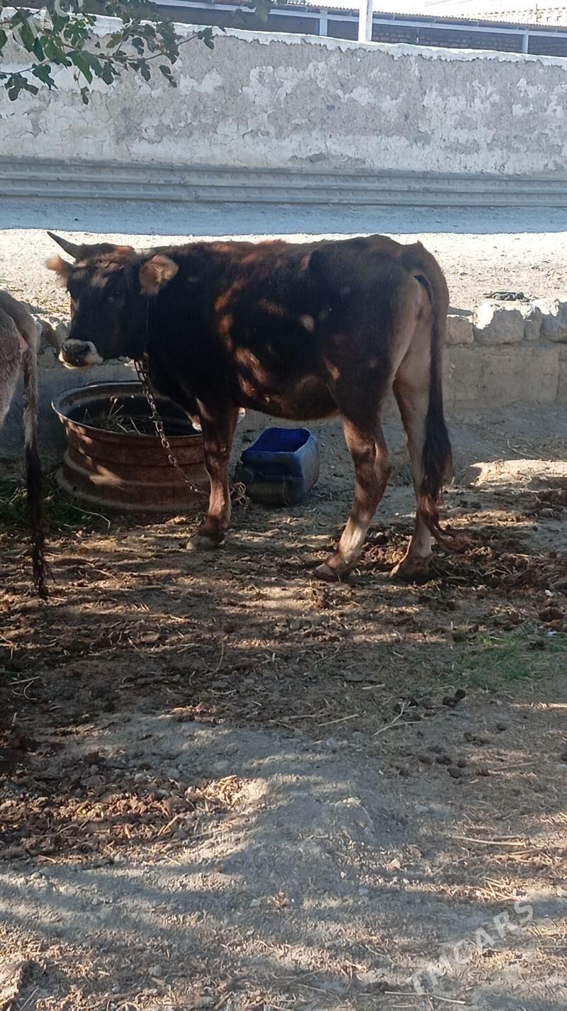 Tüweler Bakyly - Бахарден - img 3