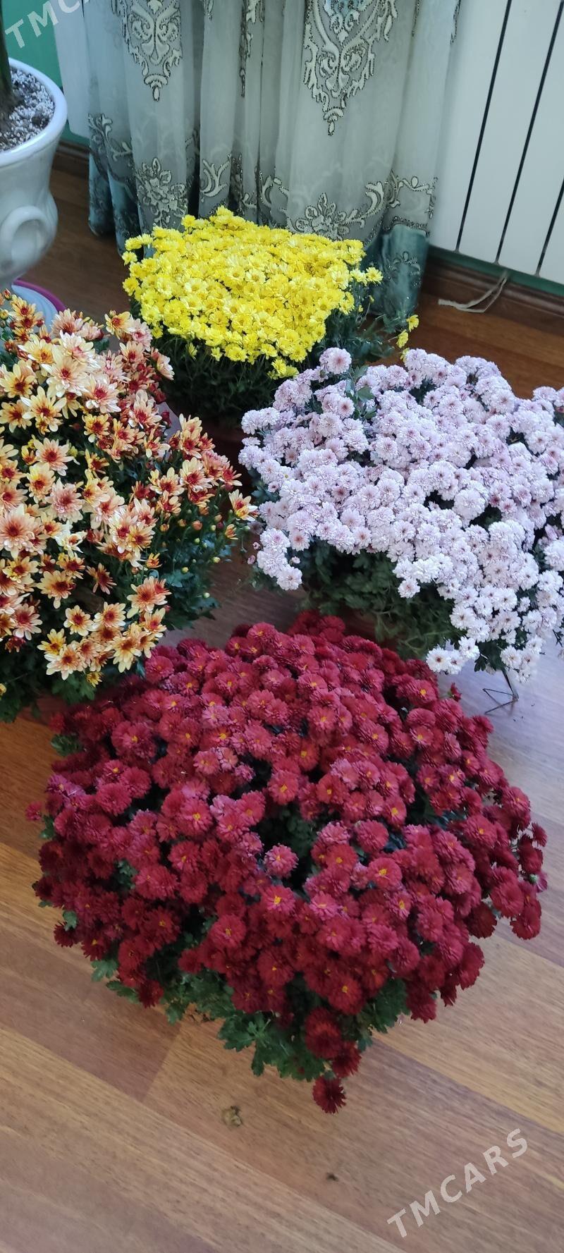 Хризантемы в горшках - Parahat 4 - img 4