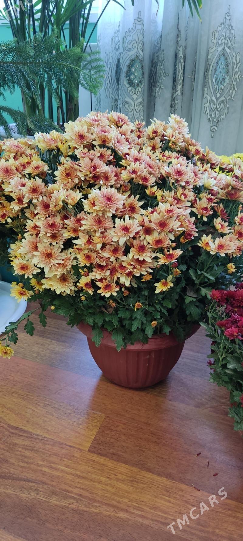 Хризантемы в горшках - Parahat 4 - img 2
