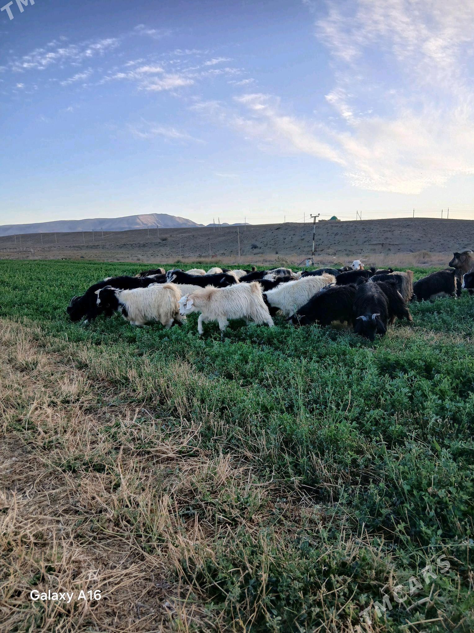 cebish - Гызыларбат - img 3