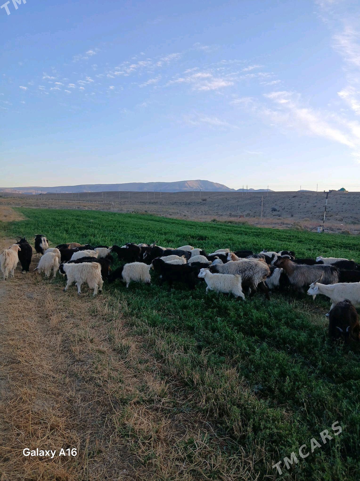 cebish - Гызыларбат - img 1