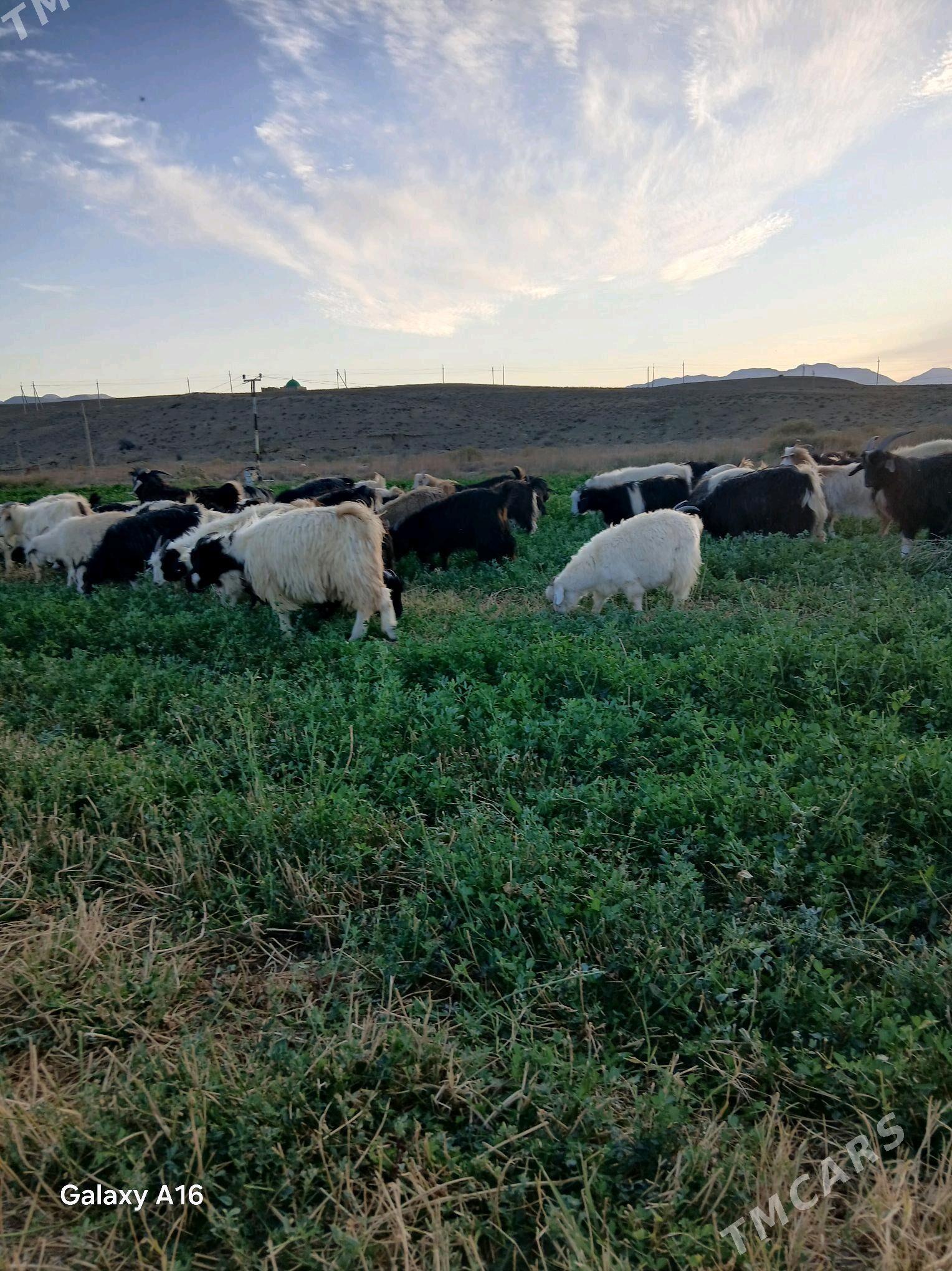 cebish - Гызыларбат - img 4