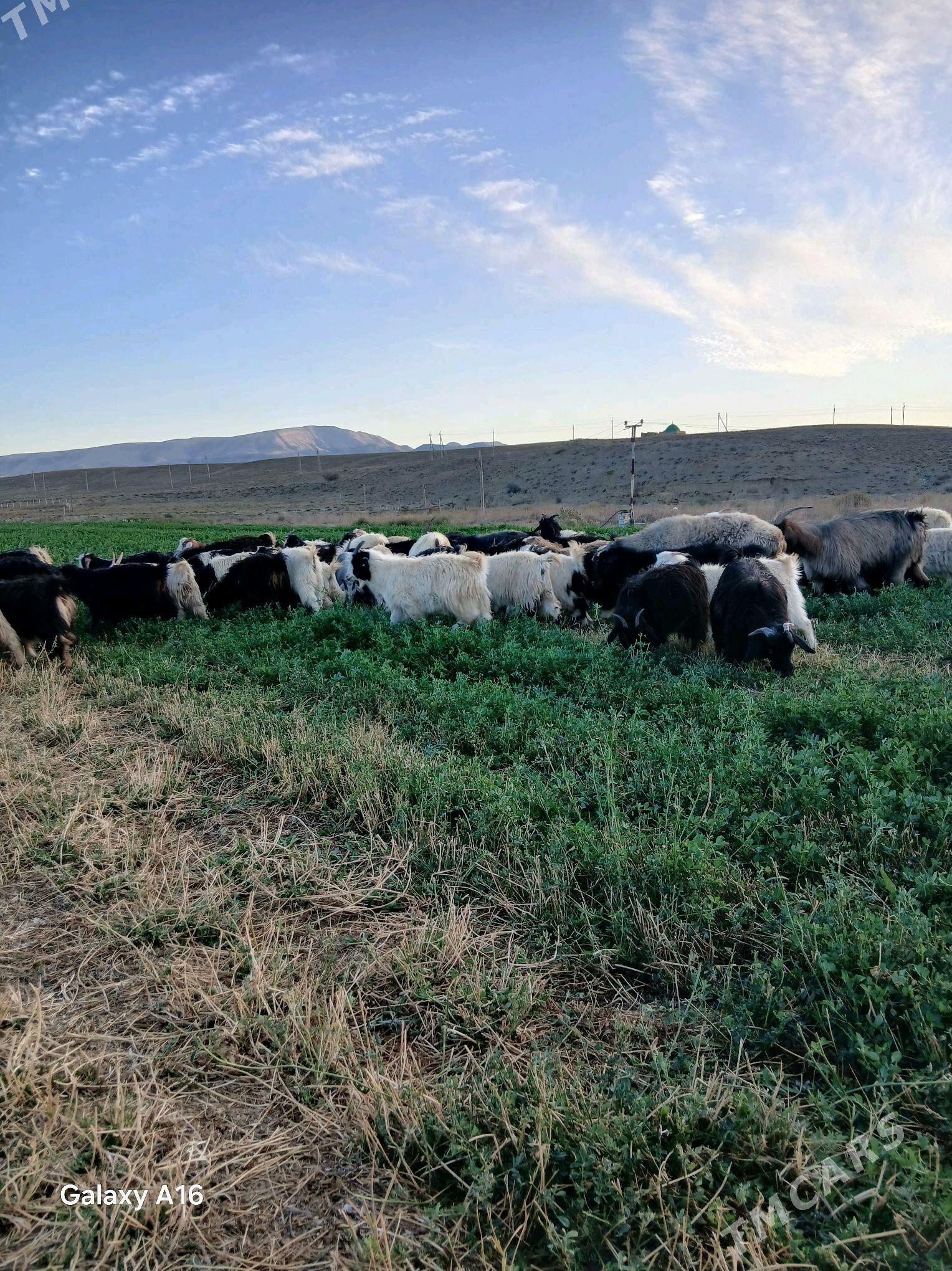 cebish - Гызыларбат - img 2