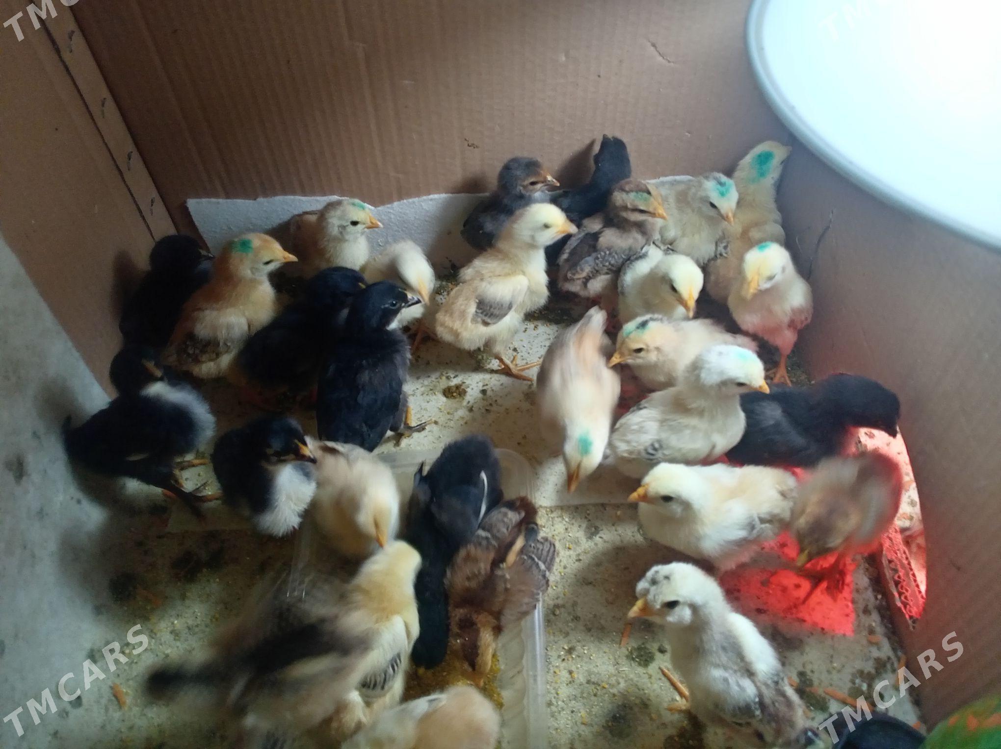 Тошкентская порода - Türkmenabat - img 1