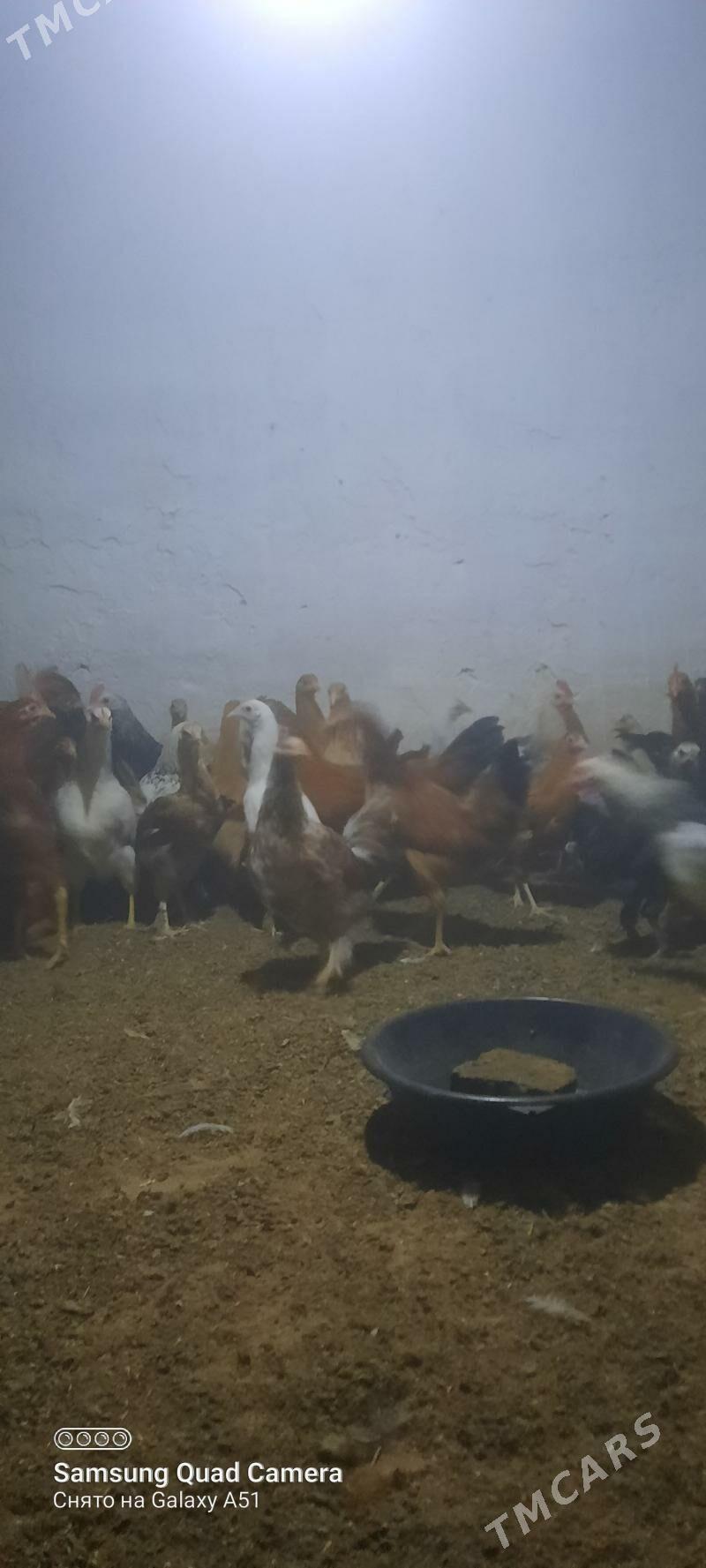 towuk jüje - Теджен - img 3