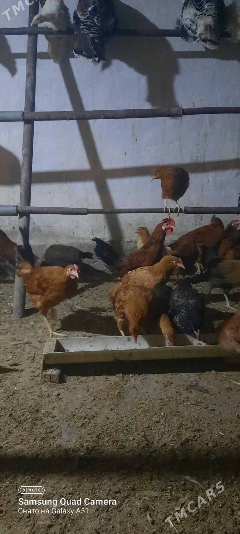 towuk jüje - Теджен - img 6