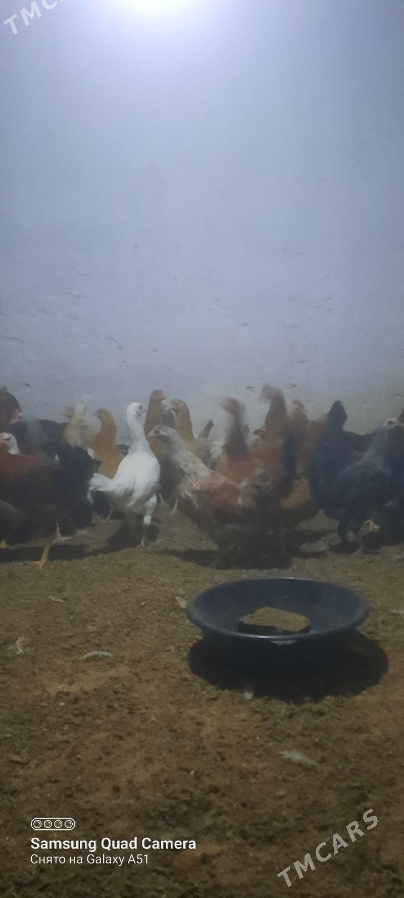 towuk jüje - Теджен - img 2