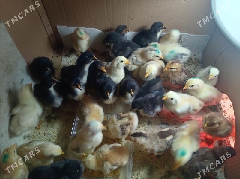 Тошкентская порода - Türkmenabat - img 2